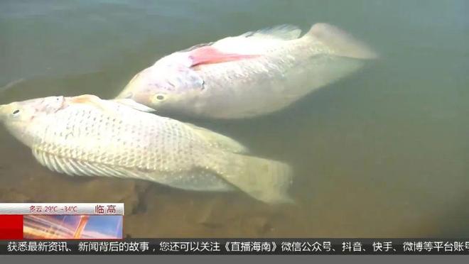 深夜无人机喷洒液体致海南一水库死鱼成片！(图5)
